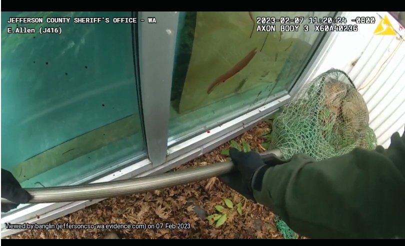 A body camera image from an animal control officer with the Jefferson County Sheriff’s Office shows the moment the wayward coyote was captured.